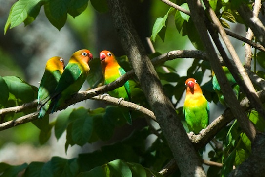 Agapornis fauna